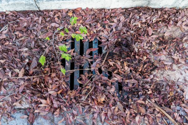 Cost of Yard Drain Unclogging in Peoria